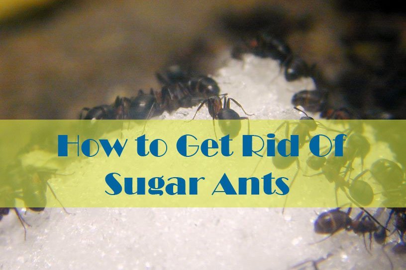 17 Natural Ways to Getting Rid of Sugar Ants (In House And ...