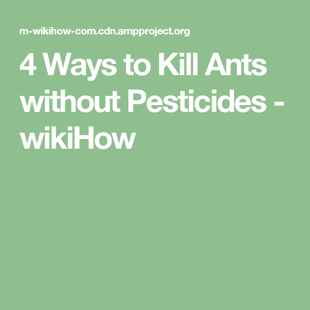 4 Ways to Kill Ants without Pesticides