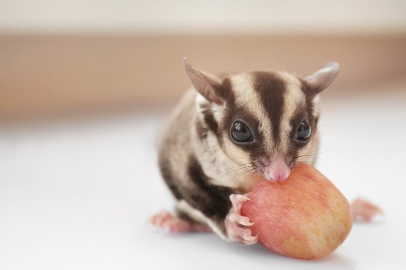 A Complete List of Foods Sugar Gliders Can Eat (And What They Shouldnt ...