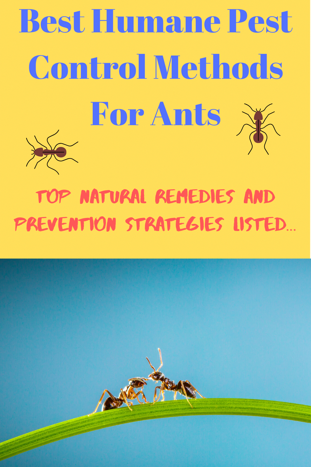 Best Humane Pest Control Methods For Ants