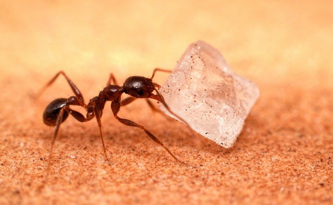 BLACK SUGAR ANT PEST CONTROL CANBERRA  A1 Pest Control ...