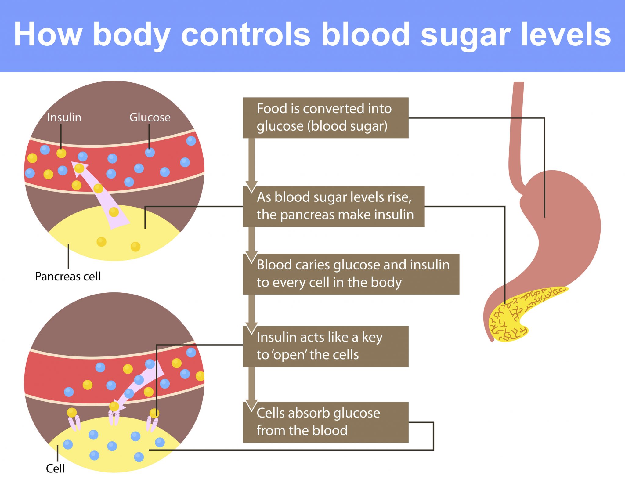 Blood Sugar 101 â Diabetes Daily