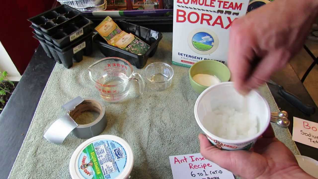 Borax Ant Killer Sugar Bait for Vegetable Gardens: Make Your Own