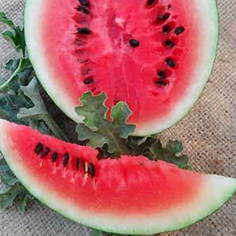 Bush Sugar Baby Watermelon