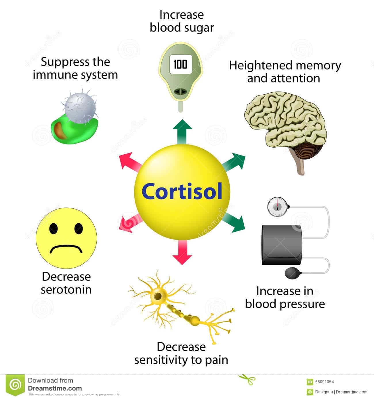 Cortisol Functions stock vector. Illustration of blood
