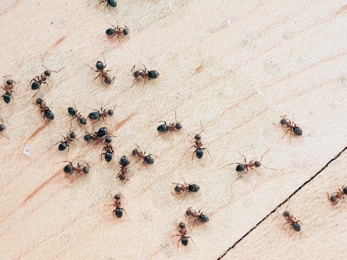 Dealing With Ants In Your House? Use This Trick To Make ...
