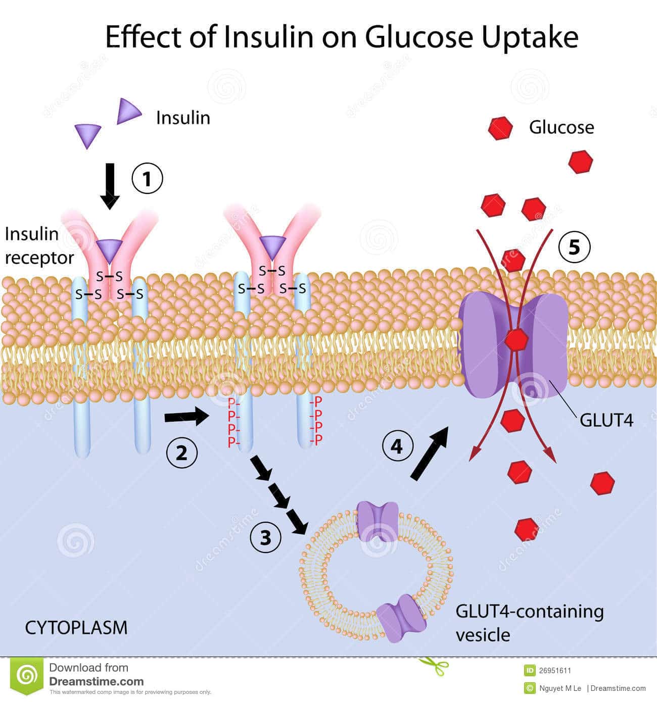Effect of Insulin on Glucose Uptake Stock Vector