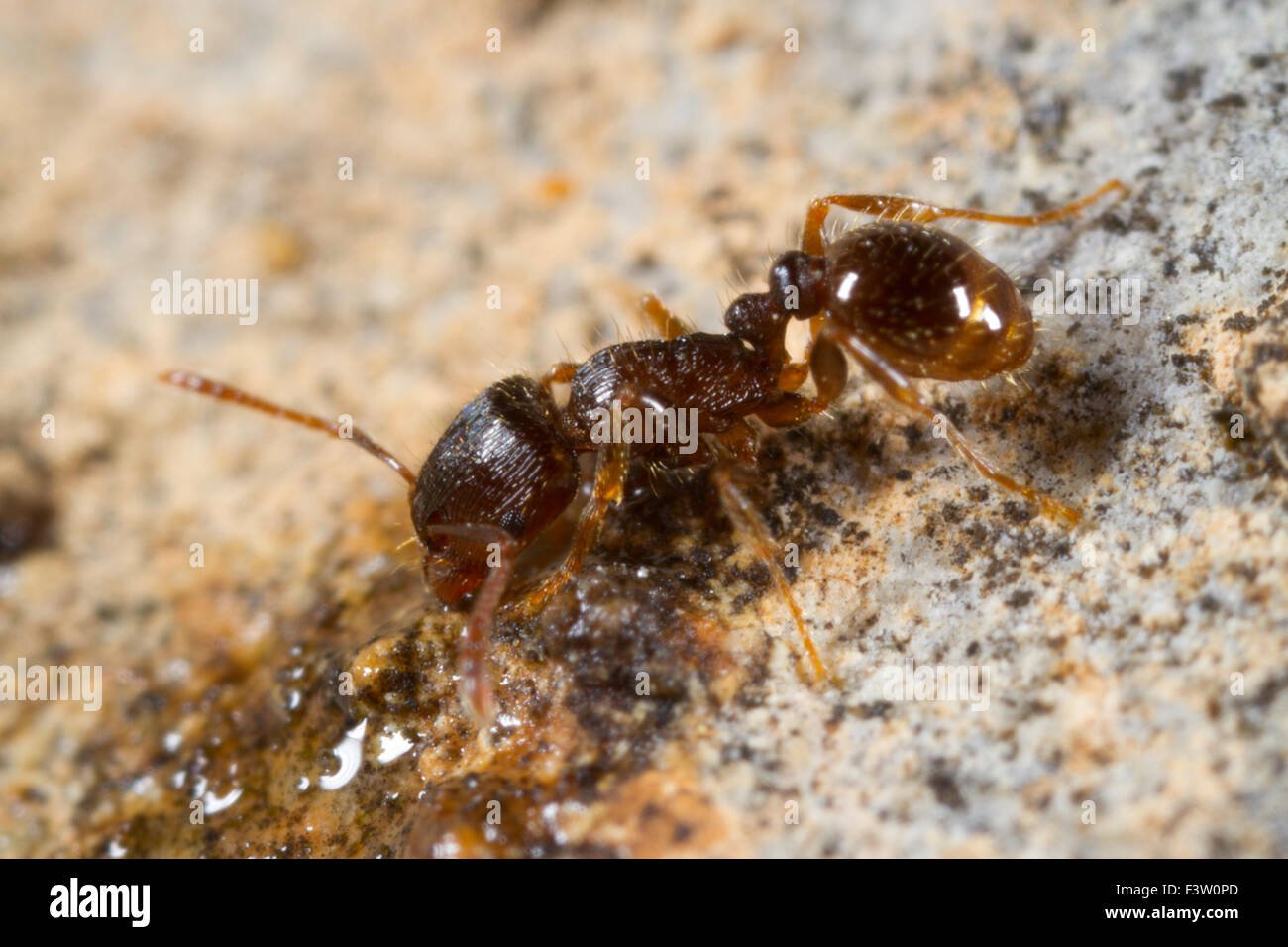 Feeding Ants Sugar