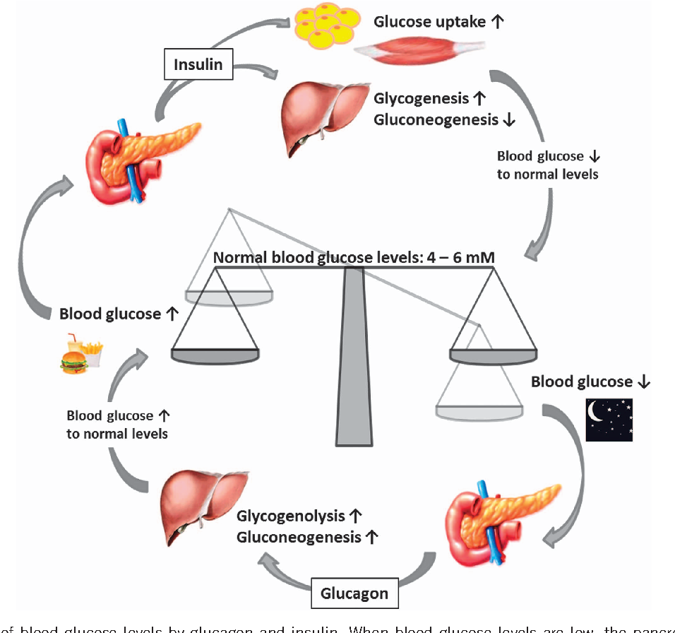 Figure 2 from Pancreatic regulation of glucose homeostasis