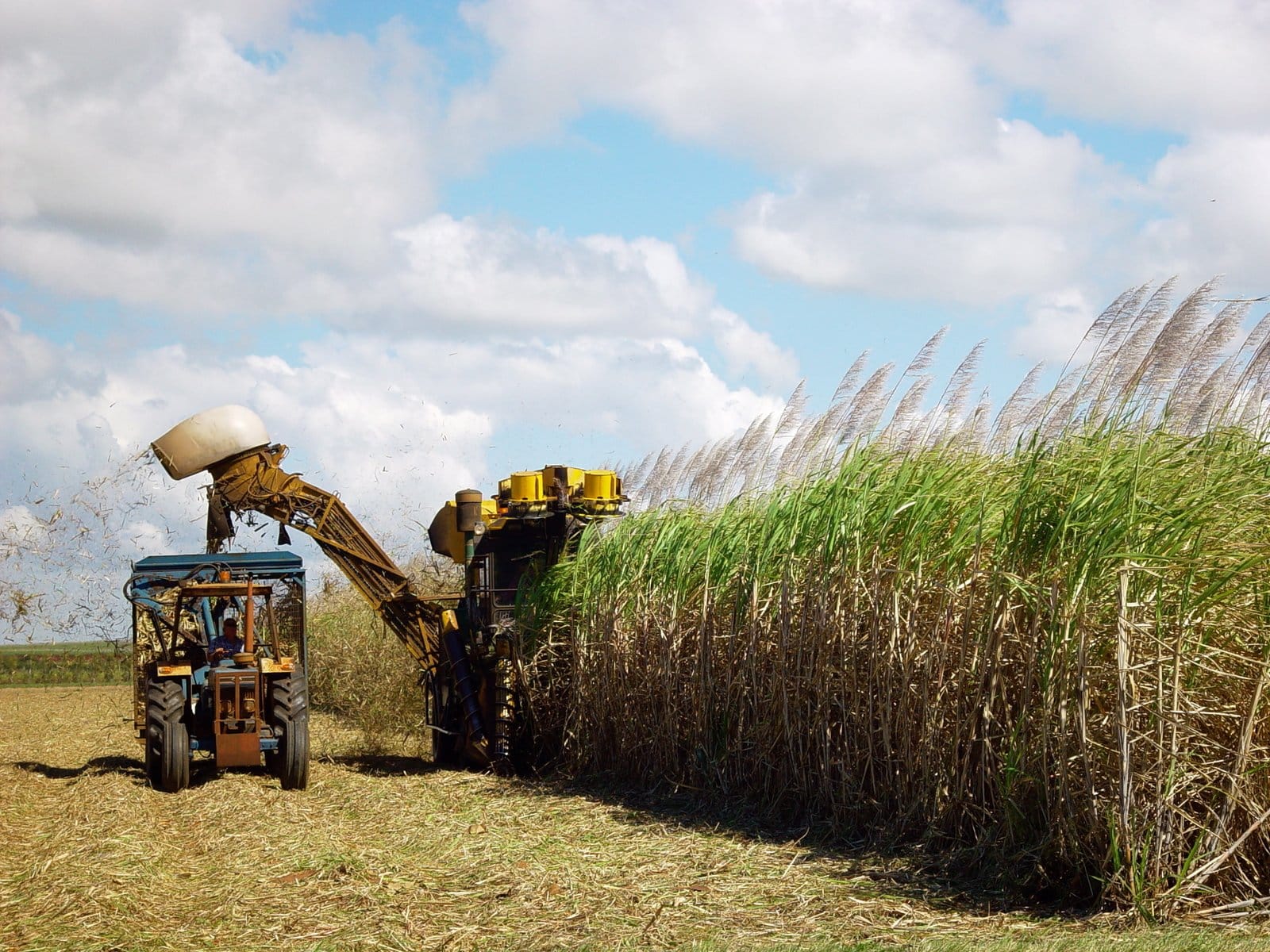 Free Sugar Cane Harvesting Stock Photo