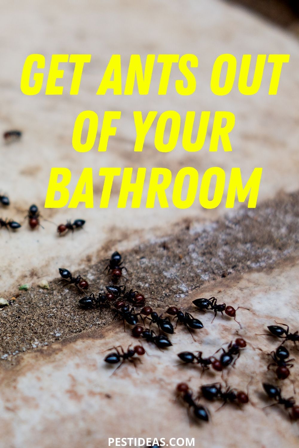 Get Ants Out of Your Bathroom in 2020