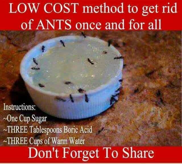 Getting rid of ants.