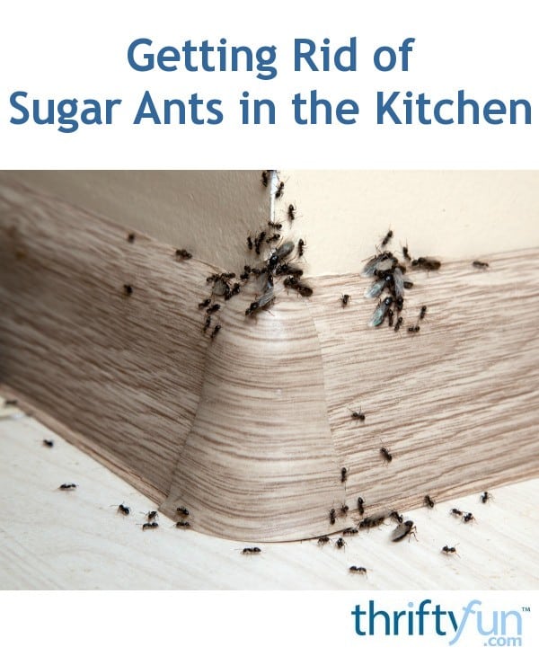 Getting Rid of Sugar Ants in the Kitchen?