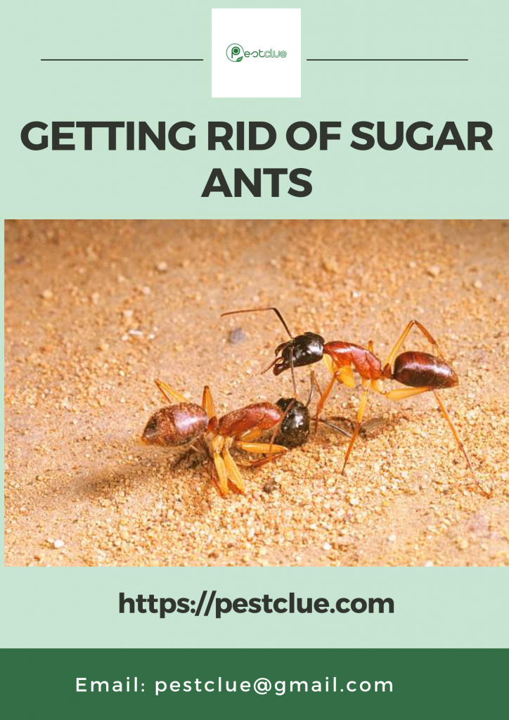 Getting Rid of Sugar Ants With 10 Possible Ways