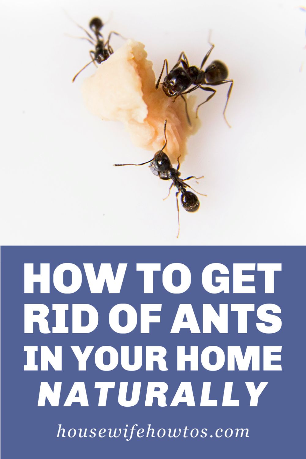 Home Remedies to Get Rid of Ants