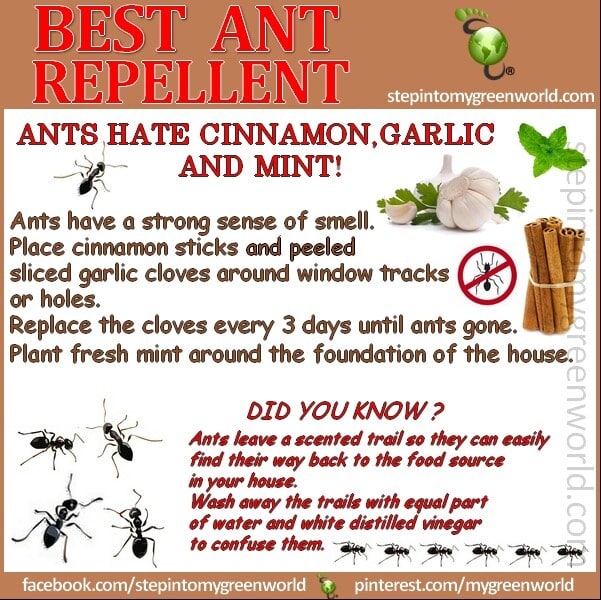 Home Remedies To Get Rid Of Lice: Home Remedies Sugar Ants