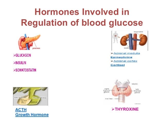 Hormonal regulation of Blood glucose (diabetes mellitus)