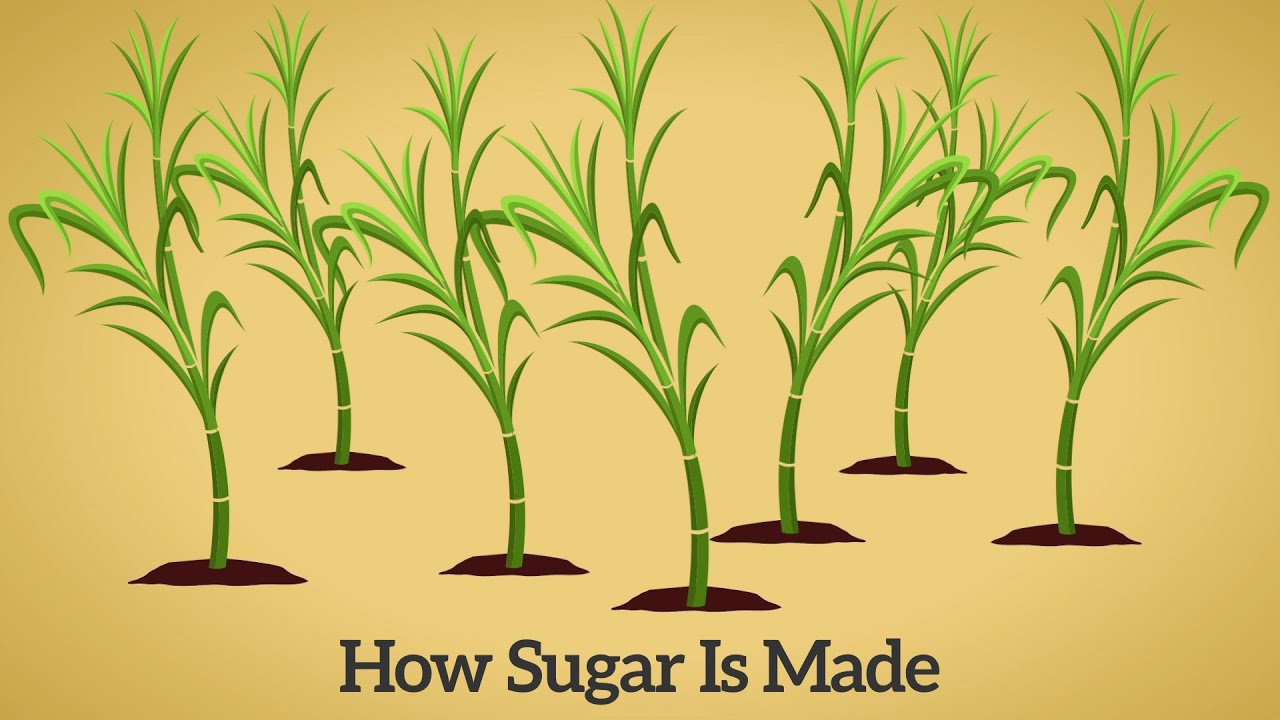 How Cane Sugar Is Made