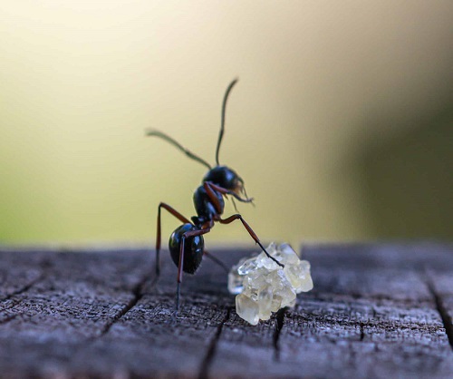 How Do You Get Rid Of Sugar Ants