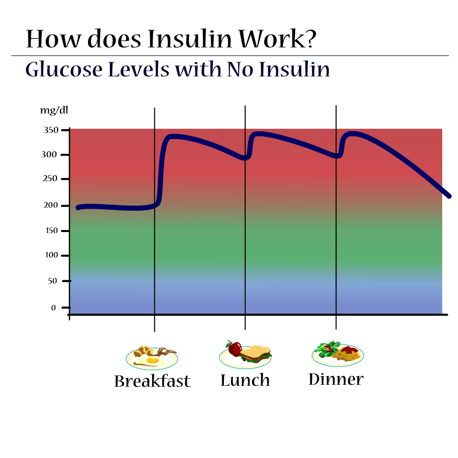 How Does Insulin Work?  T1D Toolkit