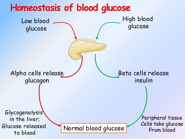how does the body control blood sugar levels pdf ~ Blood ...