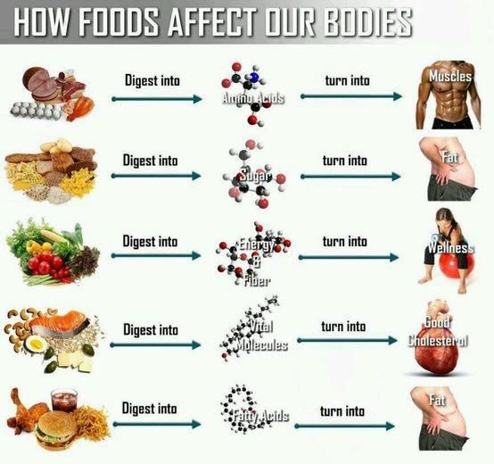 How foods affect our bodies: Natural animal proteins ( amino acids ...