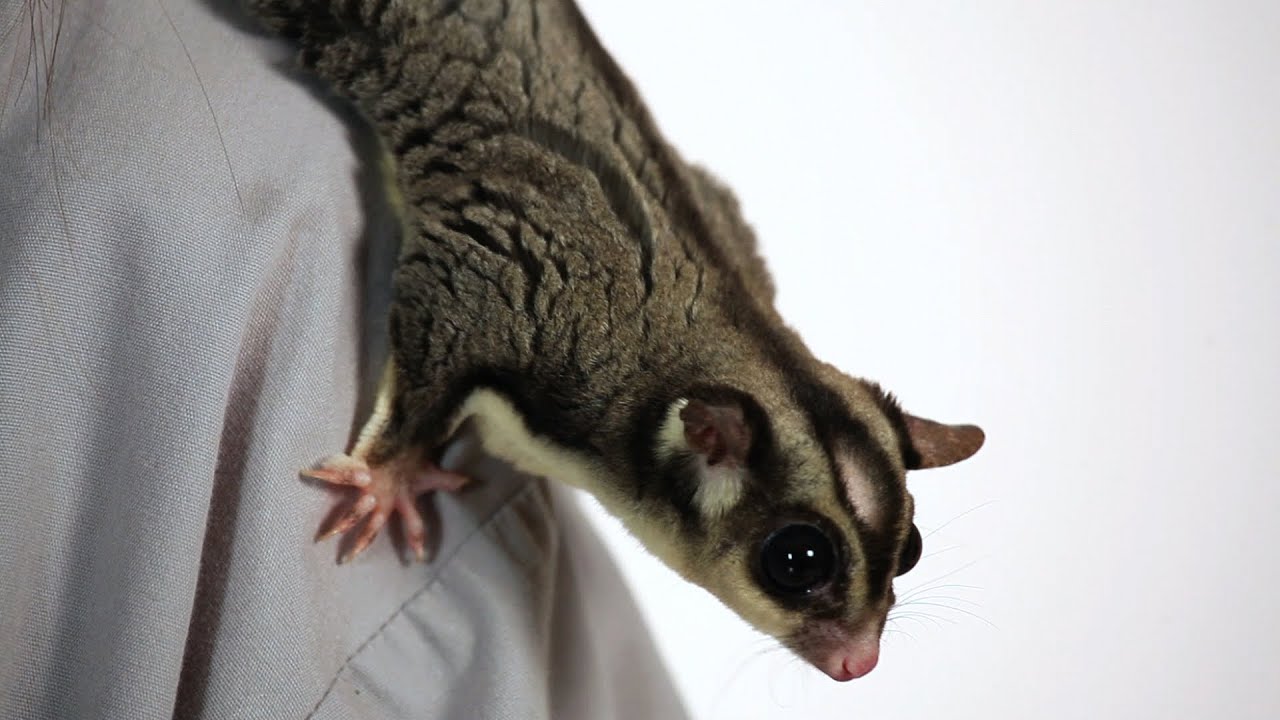 How Much Does a Sugar Glider Cost?