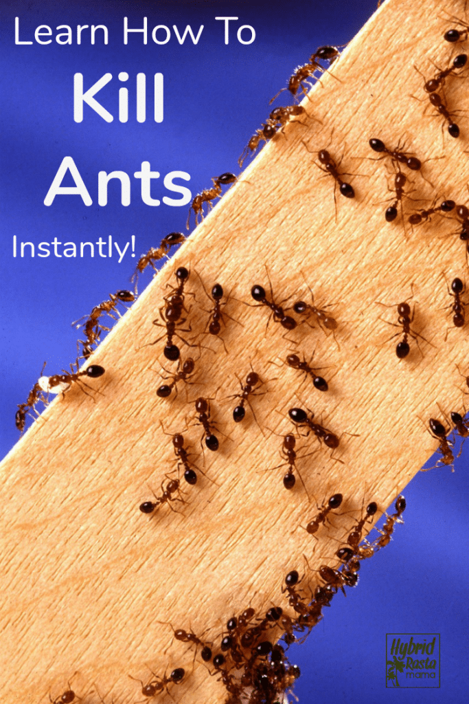 How To Get Rid Of Ants + 9 Natural Ways To Prevent Ants