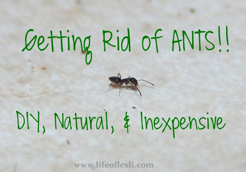 How To Get Rid Of Ants In Car
