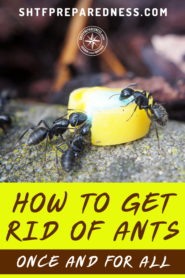 How to Get Rid of Ants Once and for All