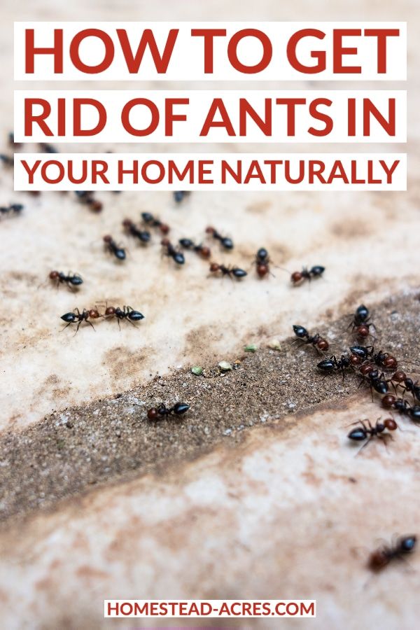 How To Get Rid Of Ants With Borax