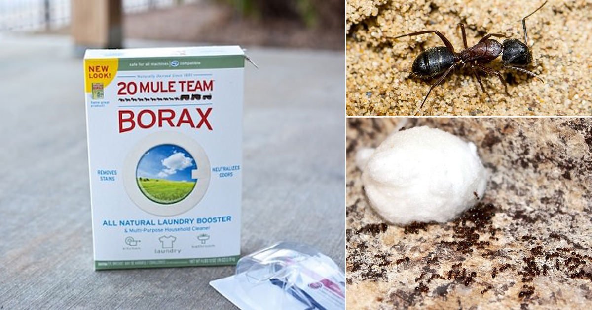 How to Get Rid of Ants With Borax + Prevention Tips