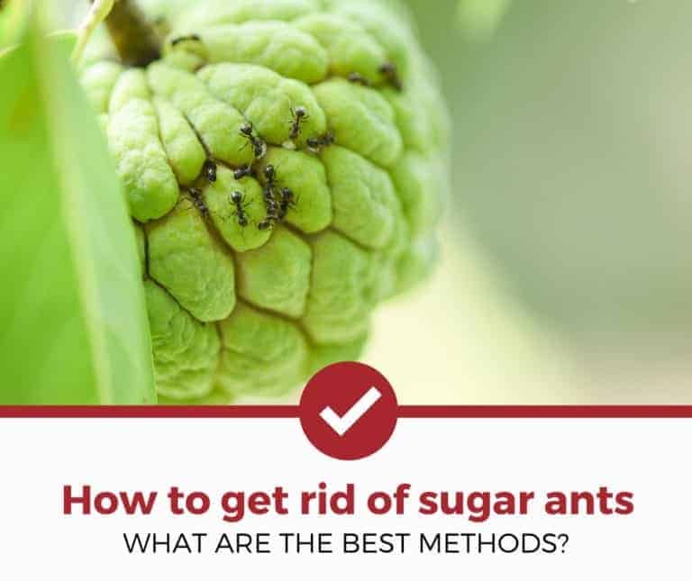 How to Get Rid of Sugar Ants (2021 Edition)