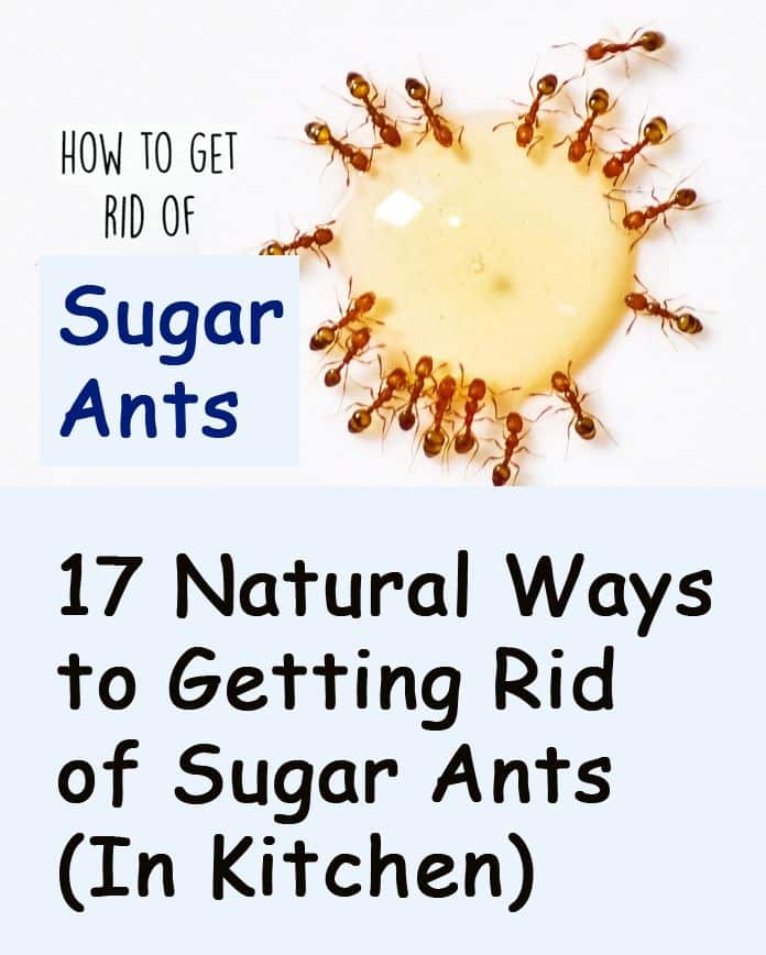 How To Get Rid Of Sugar Ants For Good