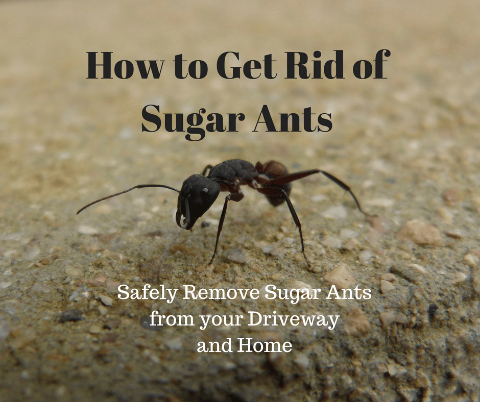 How to Get Rid of Sugar Ants