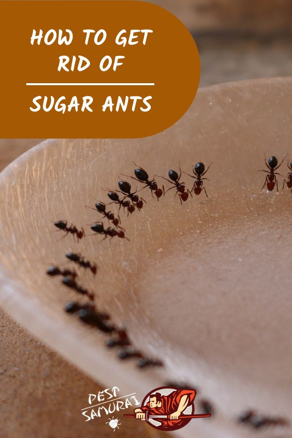 How to Get Rid of Sugar Ants in the House: A Complete ...