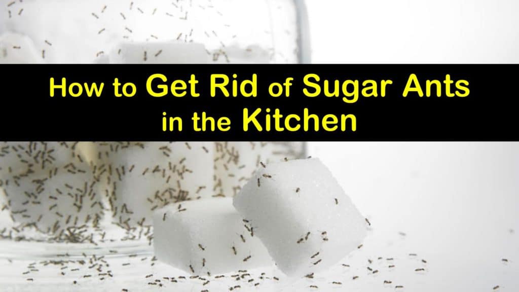 How to Get Rid of Sugar Ants in the Kitchen