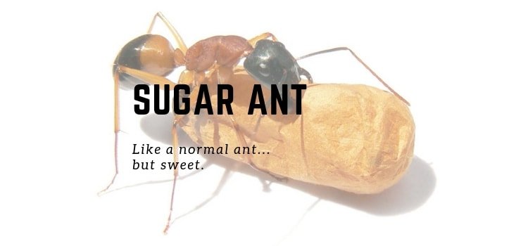 How To Get Rid Of Sugar Ants In Your Bedroom