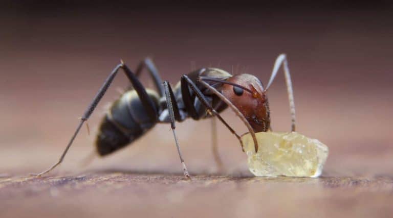 How to Get Rid of Sugar Ants Naturally (7 Natural Remedies)