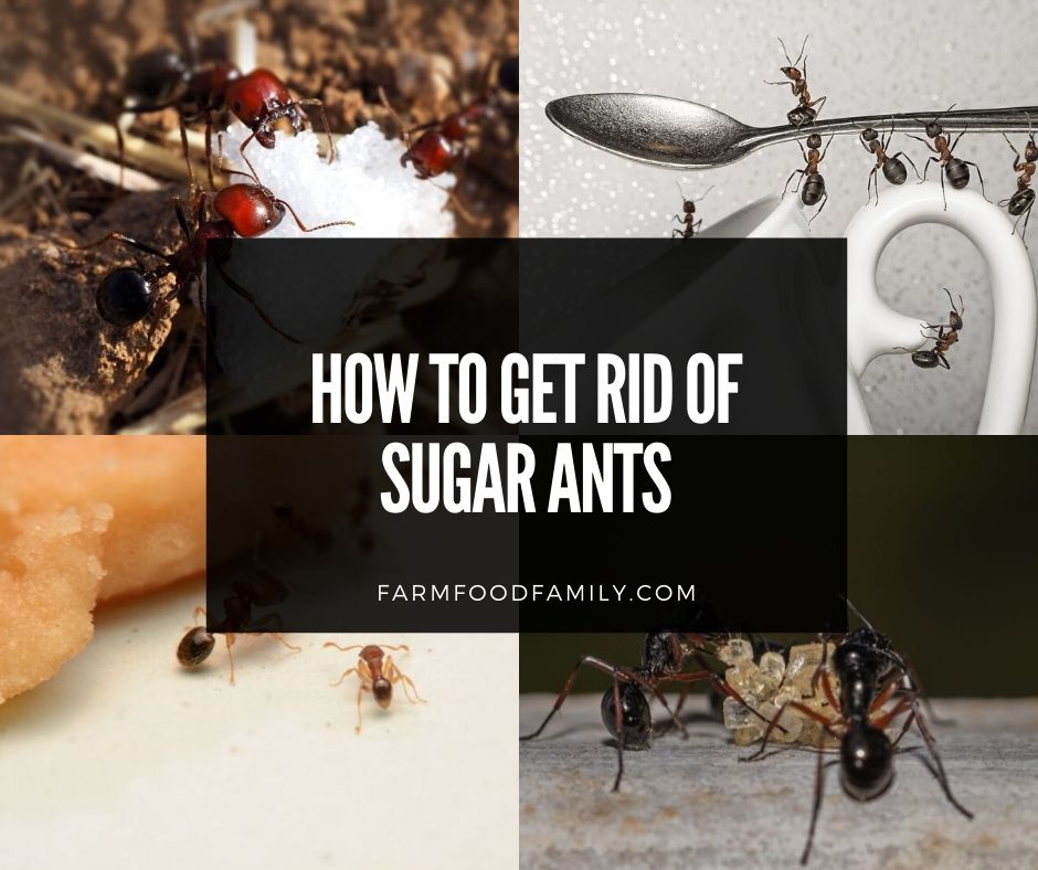 How To Get Rid Of Sugar Ants Permanently: 4 Proven Methods