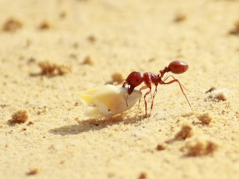 How to Get Rid of Sugar Ants: Try These Natural Remedies ...