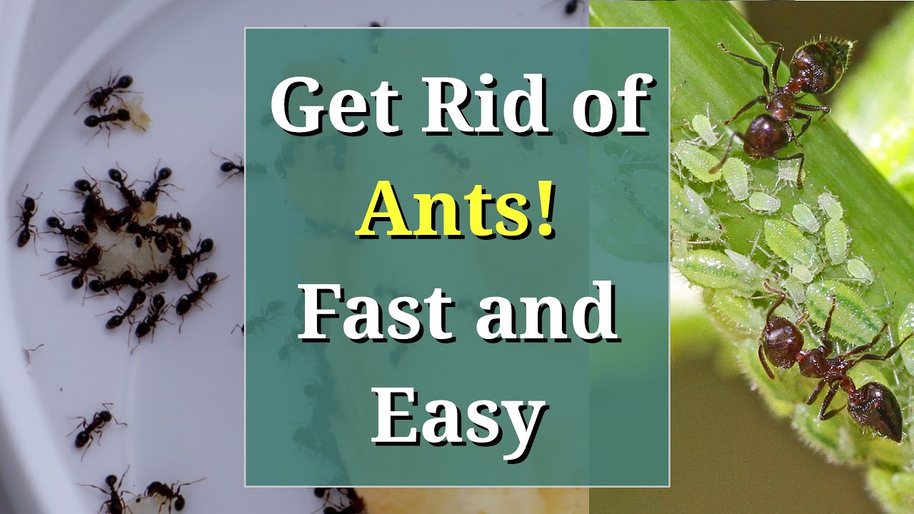 How To Get Rid Of Sugar Ants With Ease