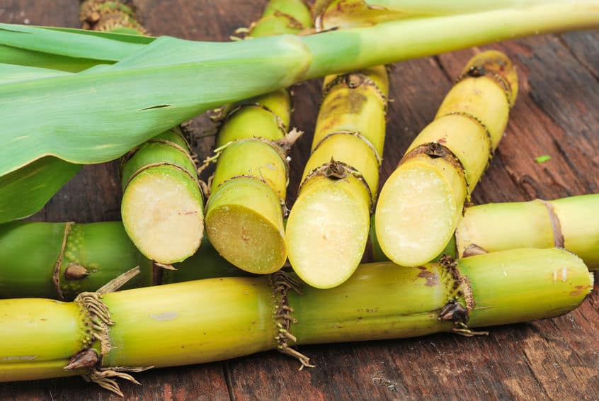 How to Grow Sugar Cane? Full Guide