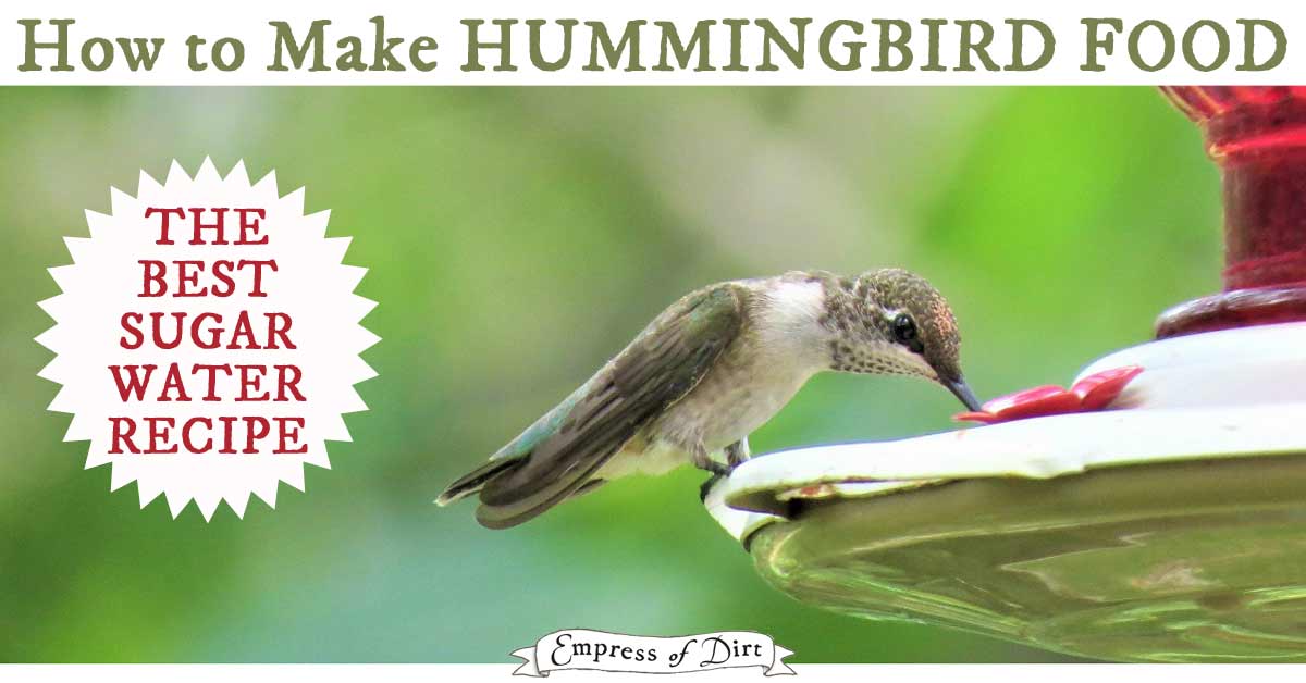 How to Make Hummingbird Food &  Choose a Feeder