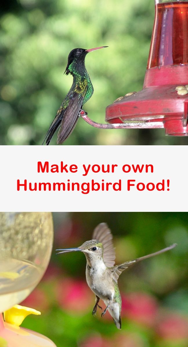 How to Make HUMMINGBIRD FOOD in 2020