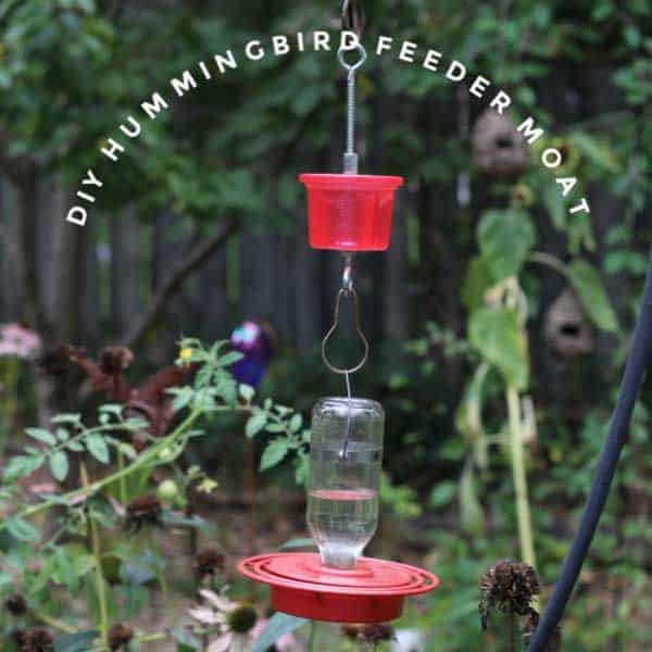 sugar to water ratio for hummingbird feeder