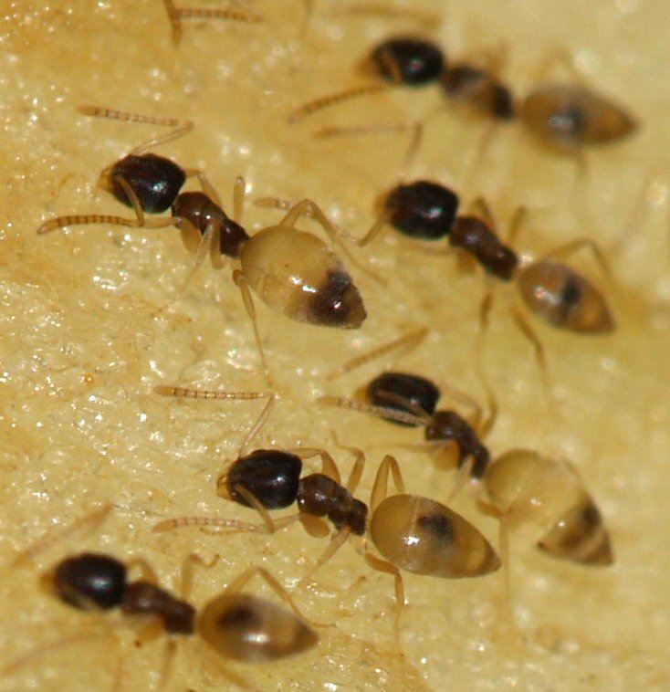 How to Permanently Get Rid of Sugar Ants