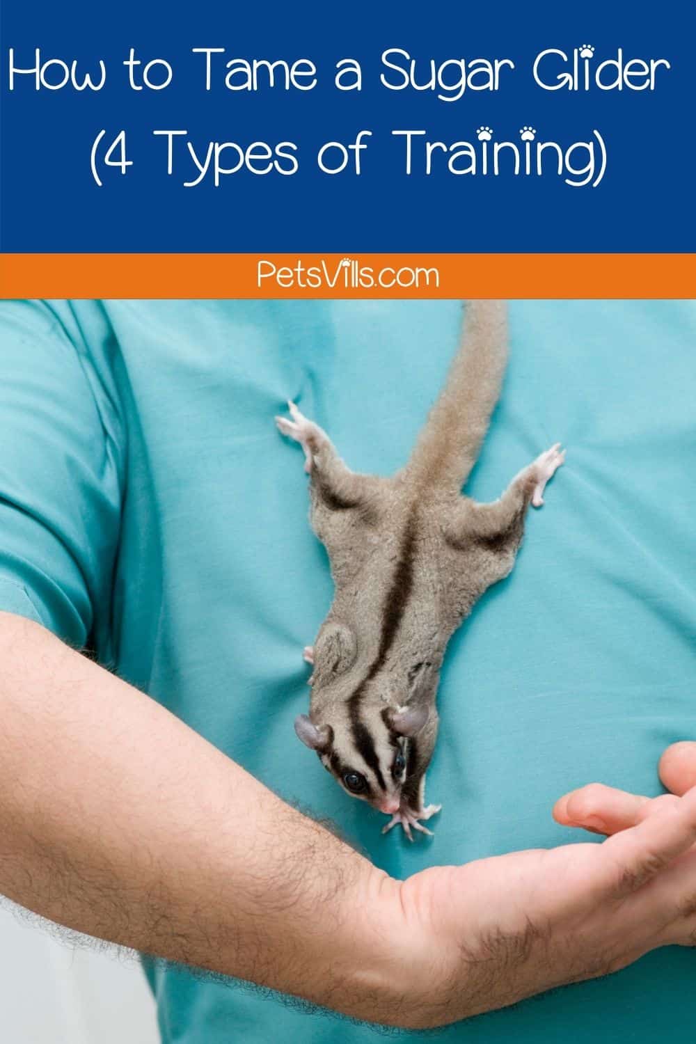 How to Train a Sugar Glider (Detailed Guide with 4 Methods)