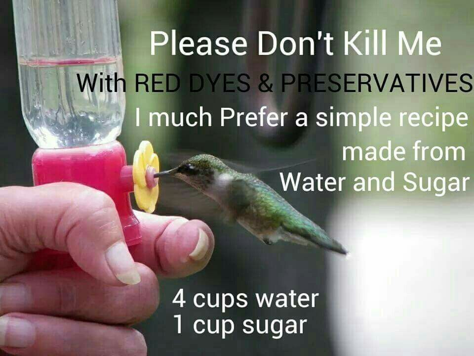 ~Hummingbird food~ 4 cups water &  1 cup sugar. Bring water ...