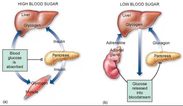 ï¸? Homeostasis blood sugar regulation. Homeostasis of ...